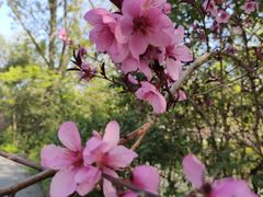 -南汇桃花村