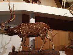 -陕西自然博物馆