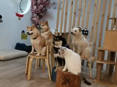 -柴迷FANS CLUB·柴犬狗咖·猫咖