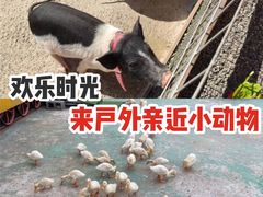 -前小桔亲子创意农场·草莓采摘·露营烧烤