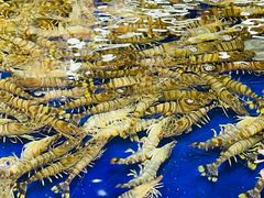 -盒马鲜生(新都心店)