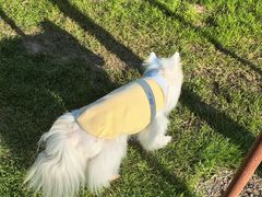 -北京派仕佳德动物医院·超导核磁·CT·神经科·骨科·内外科·急重症管理中心