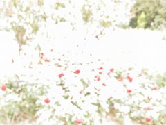 -Apple零售店(深圳益田假日广场店)