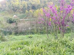 道路-重庆彩云湖湿地公园