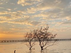 -宝安西湾红树林湿地公园