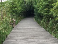 景点-溱湖国家湿地公园