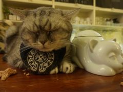 -猫色咖啡·猫咖