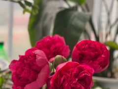 -花鸟鱼虫鲜花绿植市场(玉泉路店)