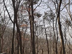 -紫金山山顶公园