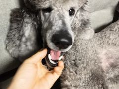 -达爱动物医院·犬猫分区·CT·复杂眼科(远洋山水分院)
