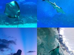 -珠海长隆海洋王国