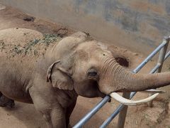 -西霞口神雕山野生动物世界