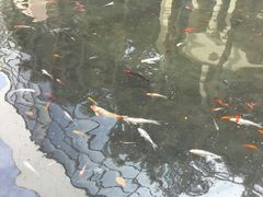 android_upload_pic-深圳华侨城洲际大酒店