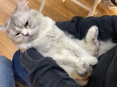 -COLOR PETS 撸猫馆·购猫·猫咖(长风大悦城店)