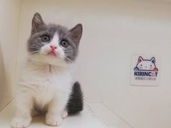 -十年猫舍·猫咪专门店(普陀店)