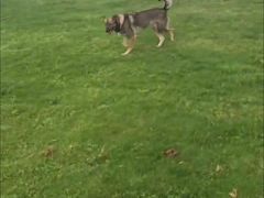 -趣玩宠物乐园寄养训犬训狗游泳池