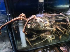 阿拉斯加长脚蟹-蚝专家(北滘店)