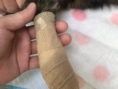 -艾贝尔宠物诊疗