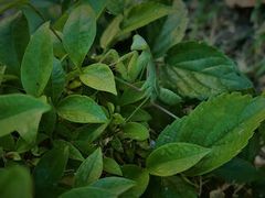 -维乐口腔医院(星海湾分院)