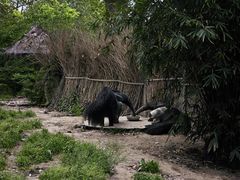 -上海野生动物园