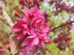 -海棠花溪(元大都城垣遗址公园)