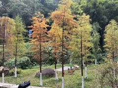 -火炉山森林公园