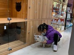 -喵百万·布偶·蓝金金渐层英短·猫舍(百子湾店)