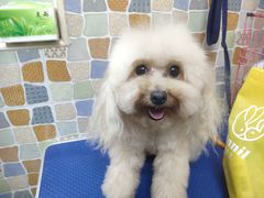 -宠颐生猫科·内科皮肤科(西平世纪城店)