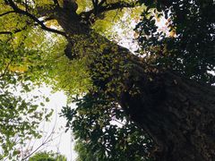 -秋霞圃