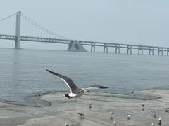 -星海湾跨海大桥