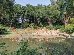 -广州长隆飞鸟乐园