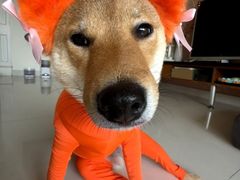 -爱侣宠医·鹦鹉专科·小型哺乳类·异宠专科(灵石路店)