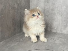 -小猫来了·猫舍(红山六九七九店)