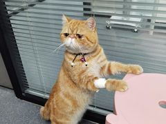 -伟伟宠物医院·CT影像中心·瑞派犬猫综合性门诊(汉口总院)