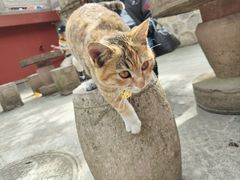 -黔灵山公园
