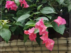 -云溪植物园