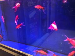 -重庆苏大姐火锅(白银店)