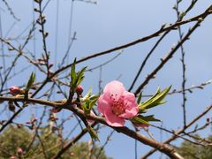 -桃花岛景观公园