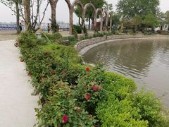 -鹅湖玫瑰文化园