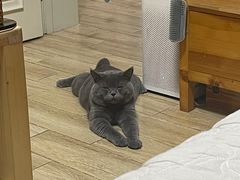 -纳吉亚猫专科动物诊疗中心(蒋宅口分院)