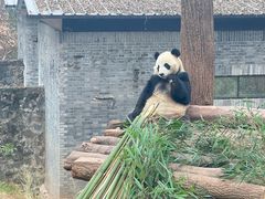 -都江堰中华大熊猫苑