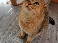 -喵屿·大理花园猫咖