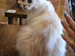 -猫猫幼稚园·撸猫·桌游·电玩