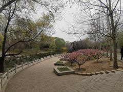 -大望京公园