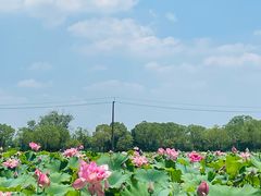 -嘉北郊野公园