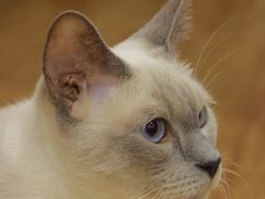 -猫小院猫主题餐厅(南锣旗舰店)