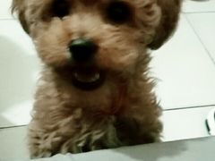 -芭比堂动物医院·犬猫全科·异宠专科(雁塔分院)