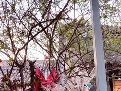 -喵屿·大理花园猫咖