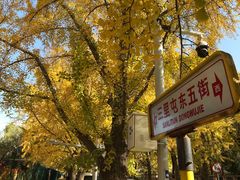 -三里屯东五街银杏大道
