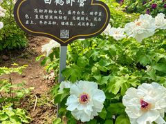 -洛阳市隋唐城遗址植物园